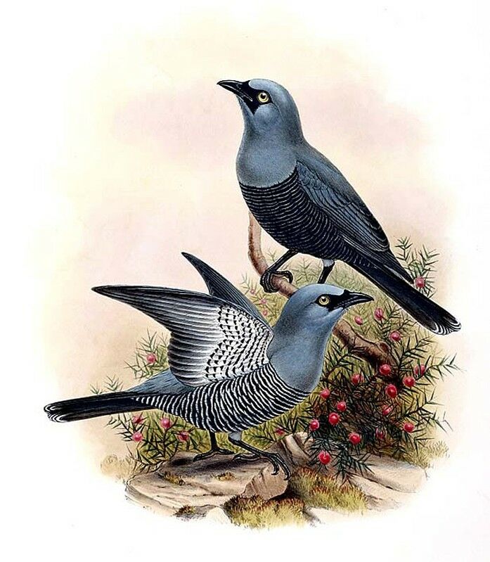 Barred Cuckooshrike