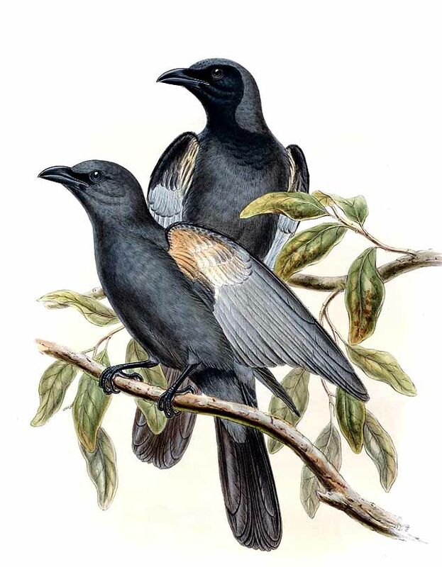 Slaty Cuckooshrike