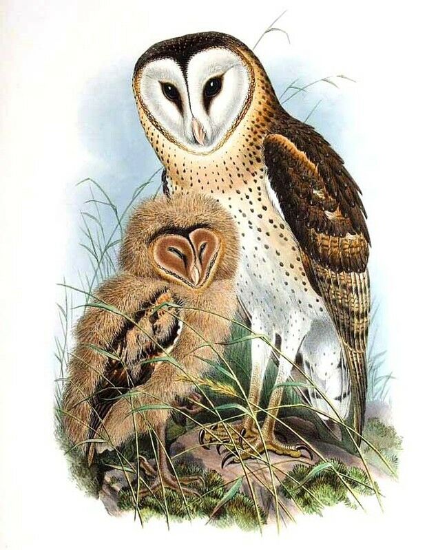 Eastern Grass Owl