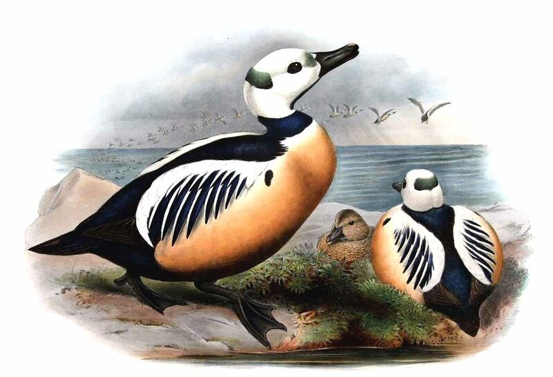 Steller's Eider