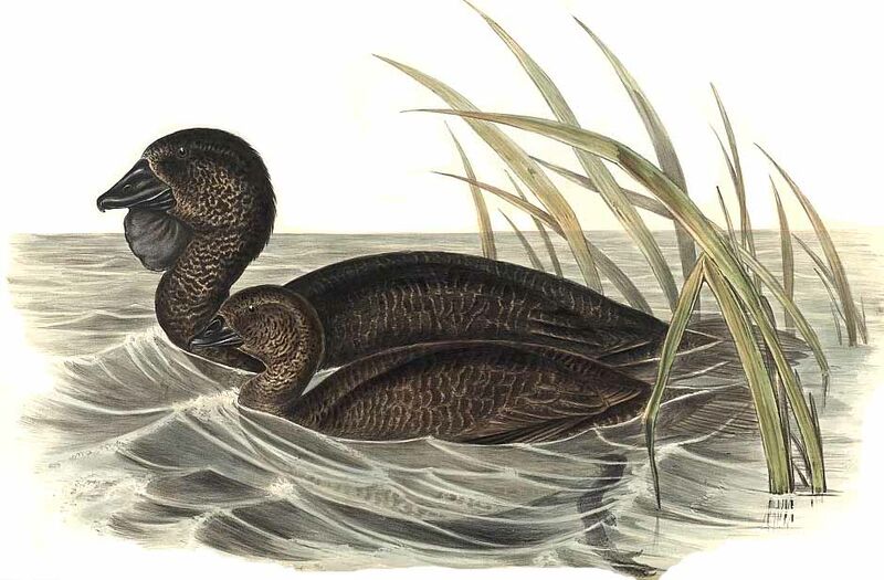 Musk Duck