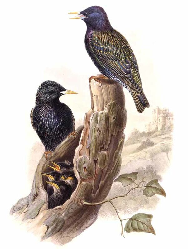 Common Starling