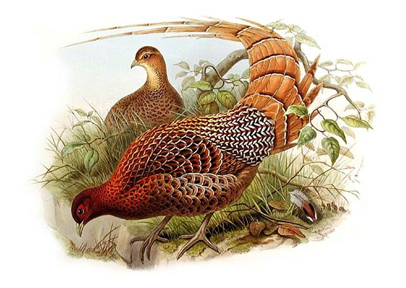 Copper Pheasant