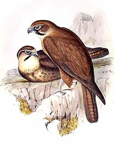 Brown Falcon