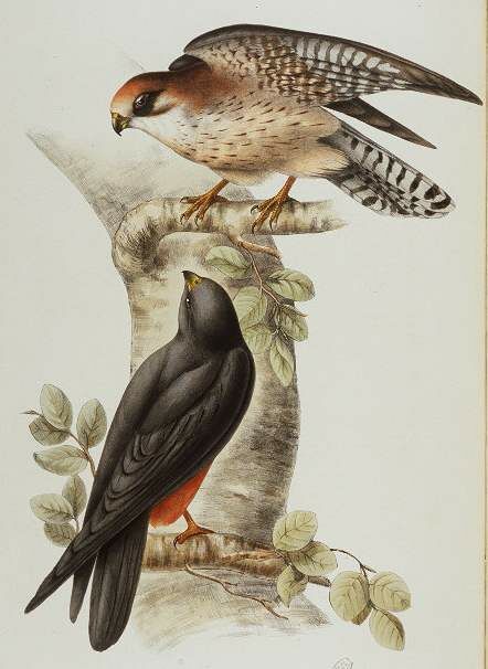 Red-footed Falcon