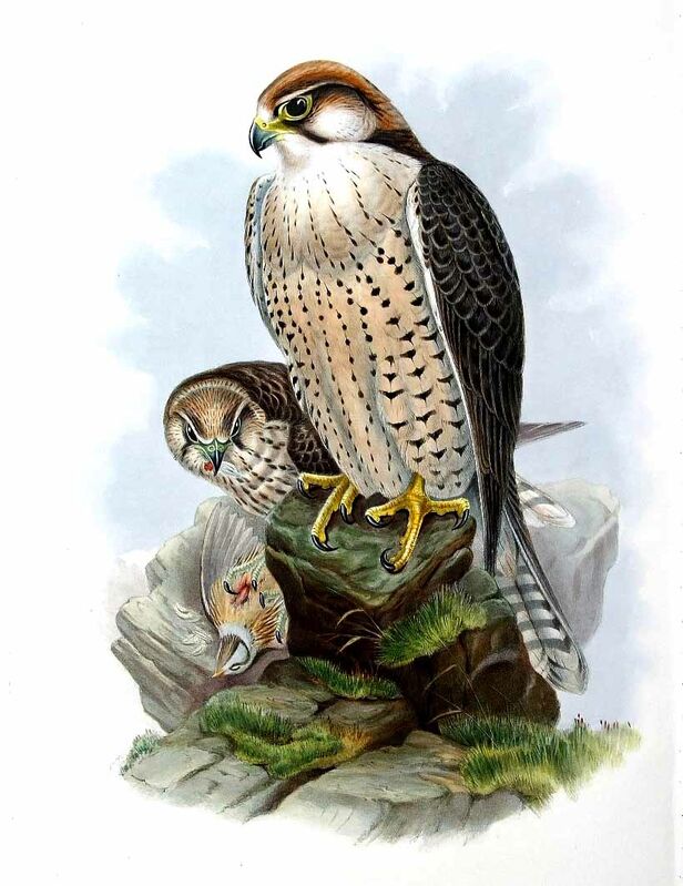 Lanner Falcon