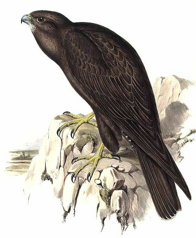 Black Falcon