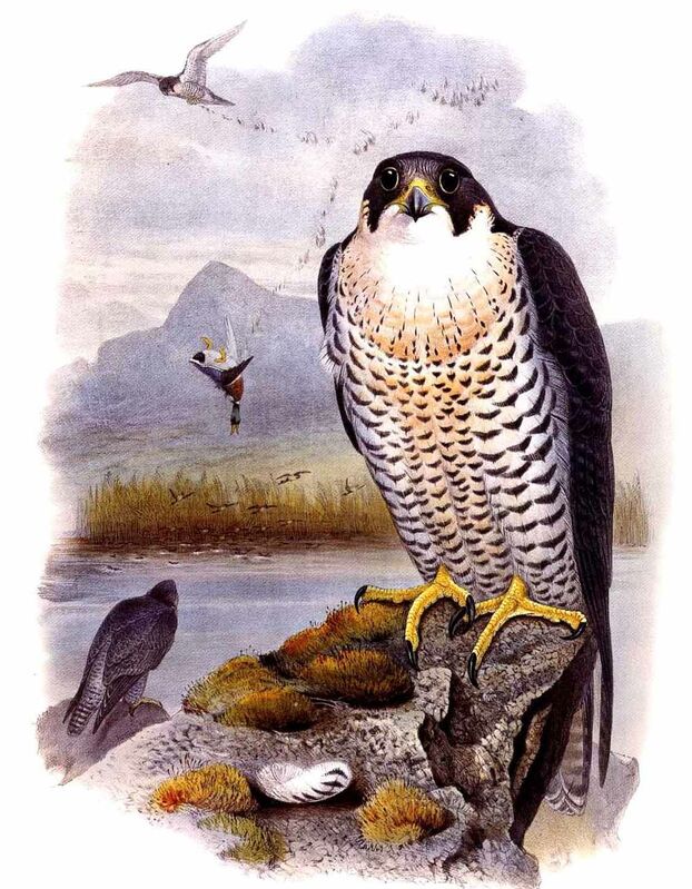 Peregrine Falcon