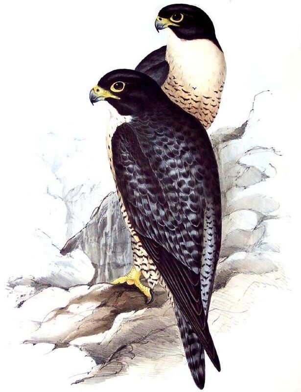 Peregrine Falcon