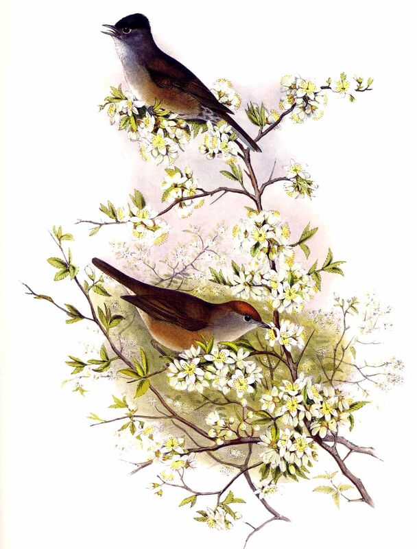 Eurasian Blackcap