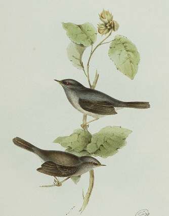 Marmora's Warbler