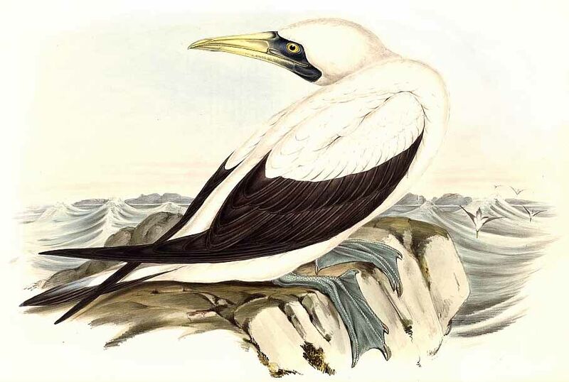 Masked Booby