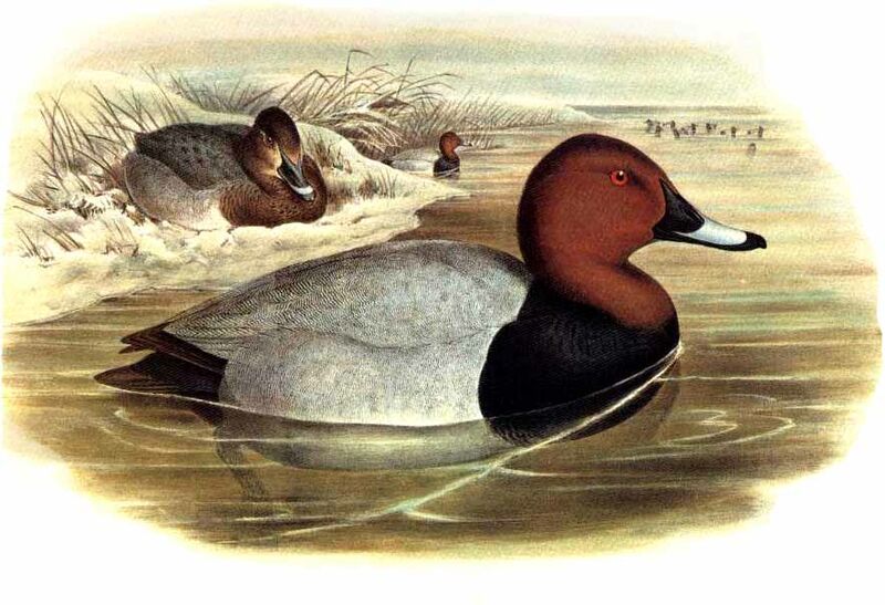 Common Pochard