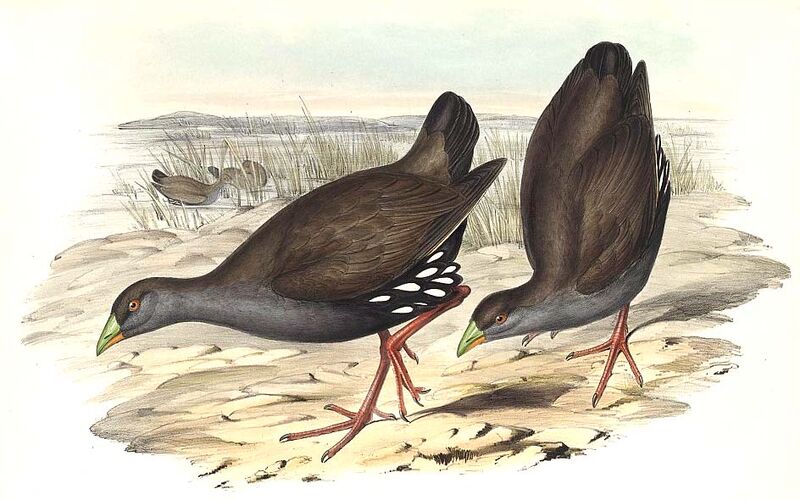 Gallinule aborigène