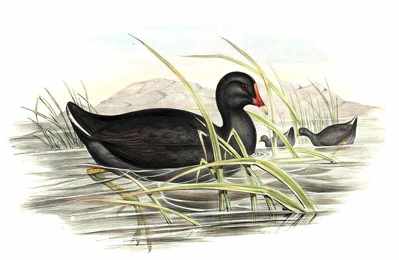 Gallinule sombre