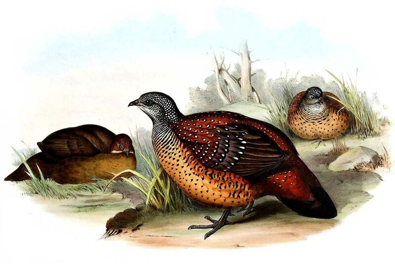 Painted Spurfowl