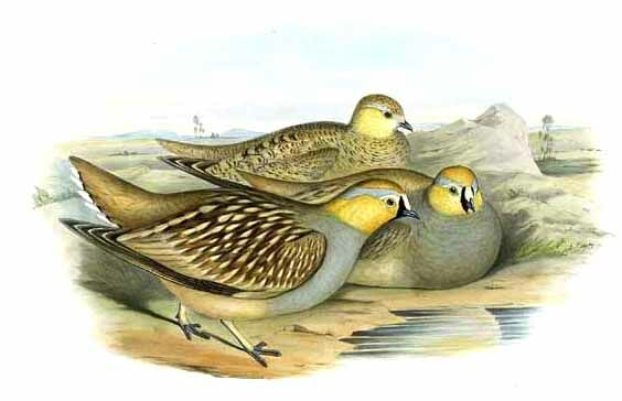 Crowned Sandgrouse