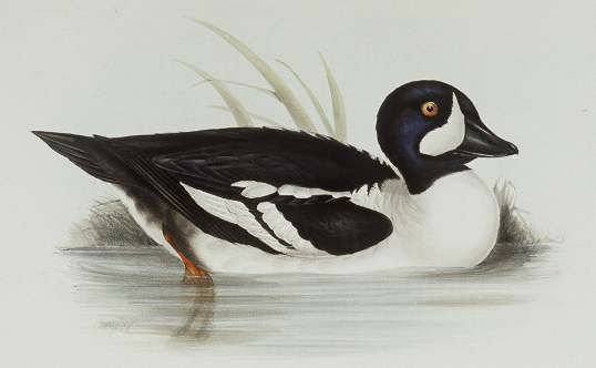 Barrow's Goldeneye