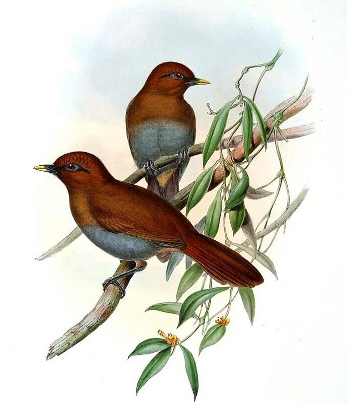 Rusty Laughingthrush