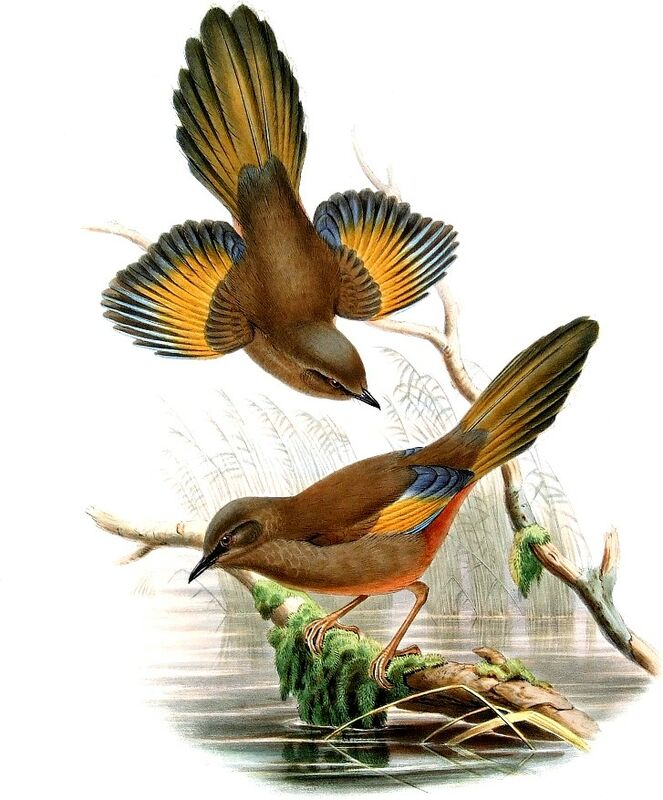 Elliot's Laughingthrush