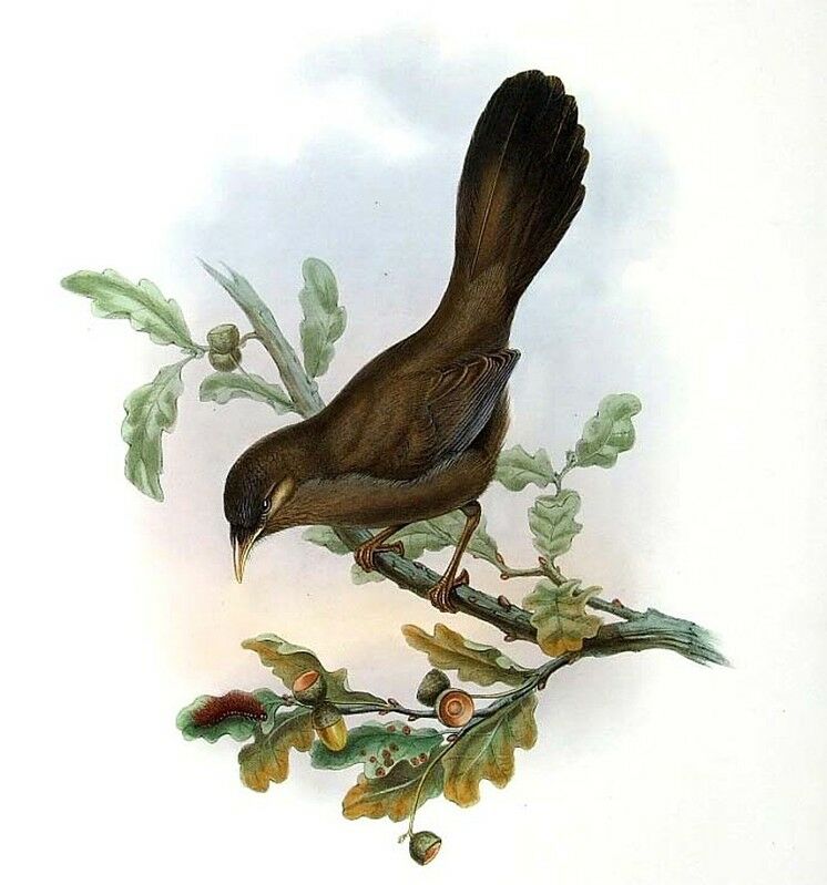 Plain Laughingthrush