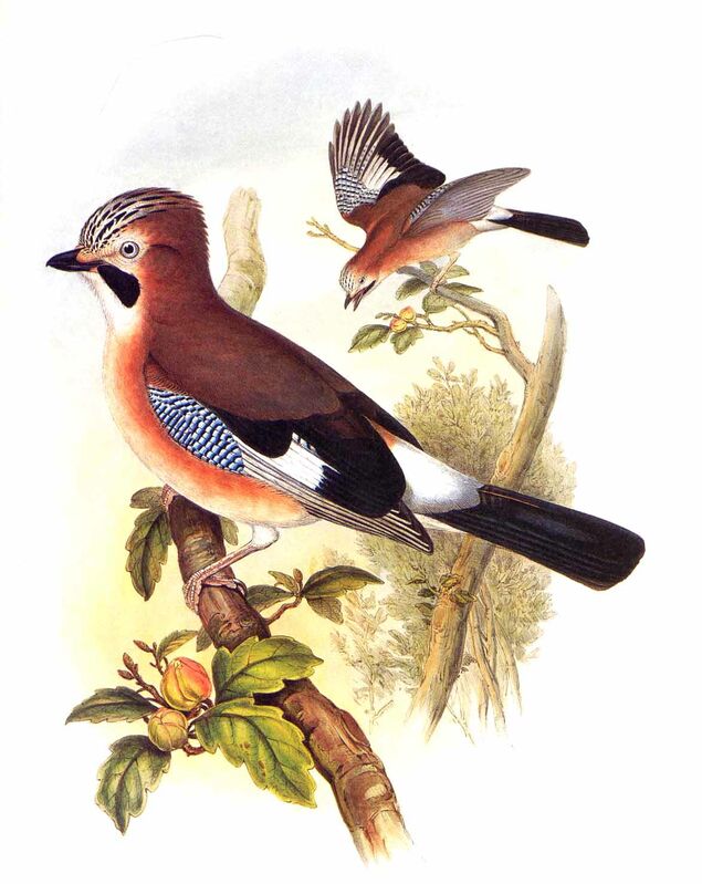 Eurasian Jay