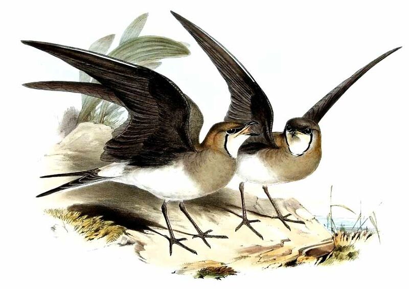 Black-winged Pratincole