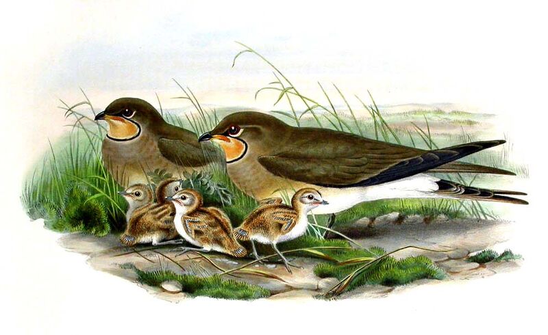 Collared Pratincole