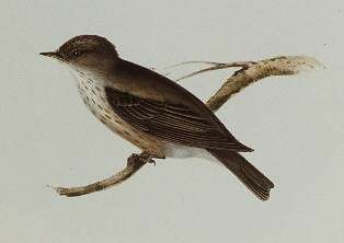 Spotted Flycatcher