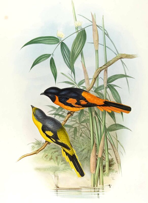 Orange Minivet