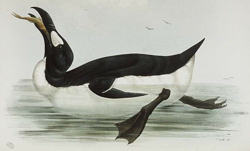 Great Auk