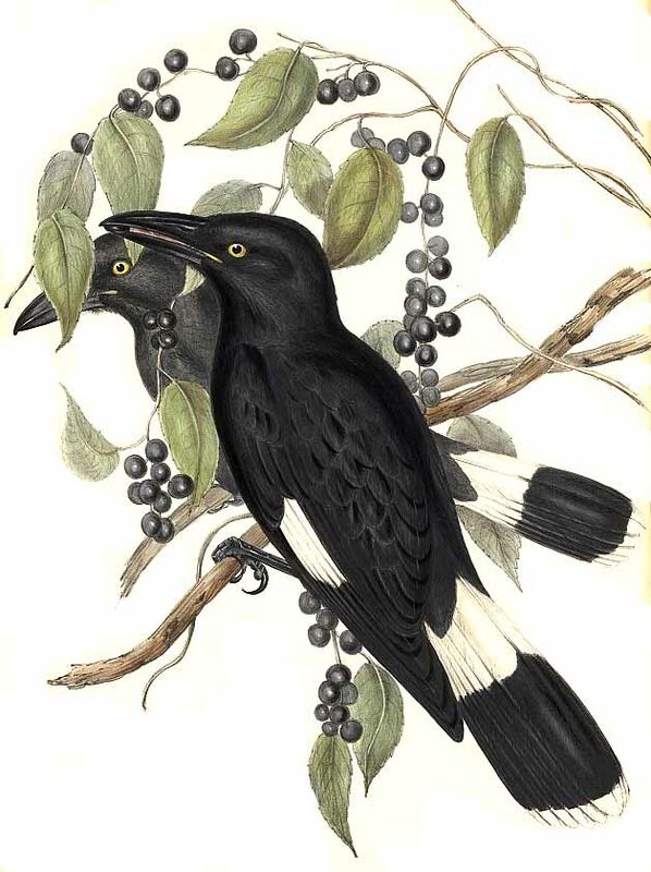 Pied Currawong