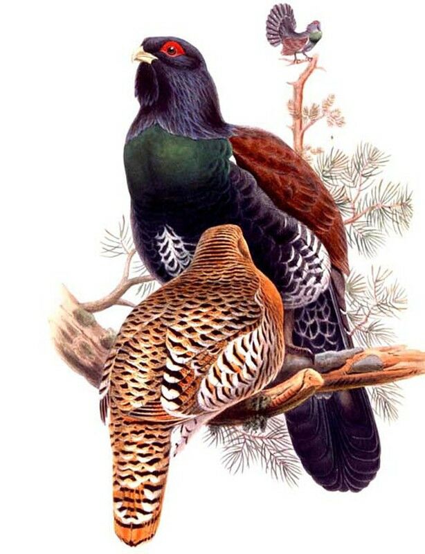 Western Capercaillie