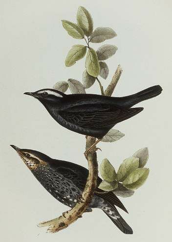 Siberian Thrush