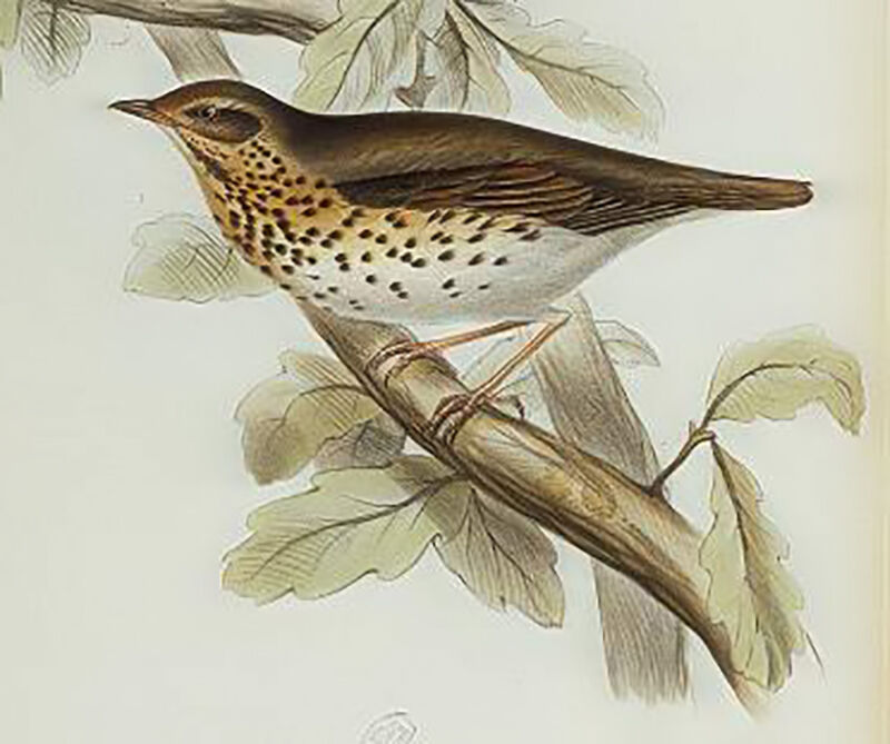 Song Thrush