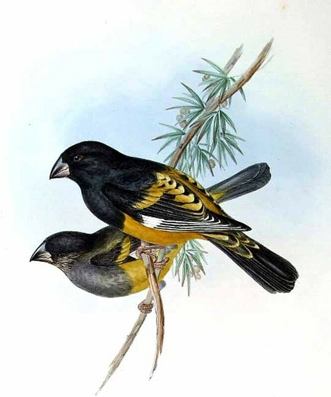 White-winged Grosbeak