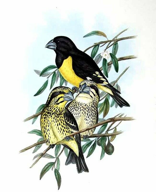 Spot-winged Grosbeak