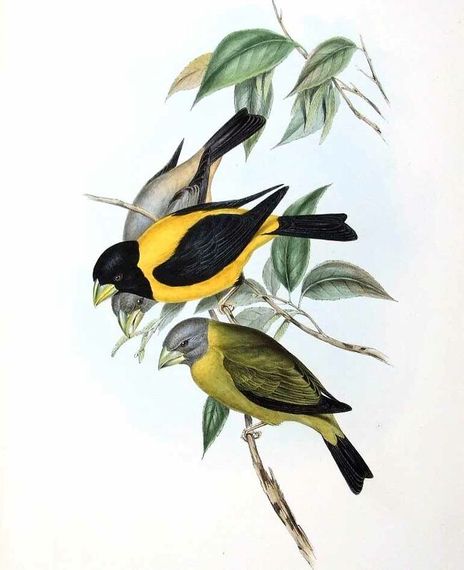 Black-and-yellow Grosbeak