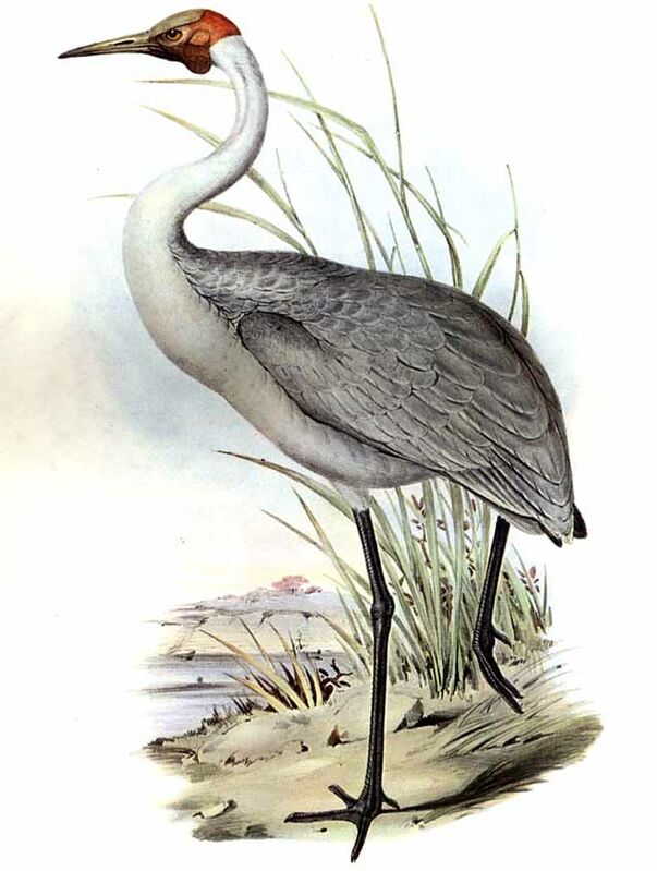 Grue brolga