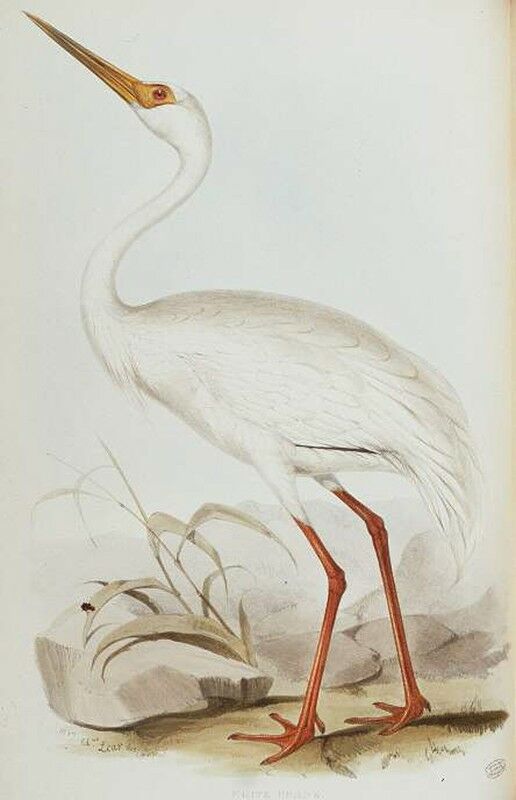 Siberian Crane