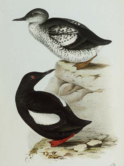 Guillemot à miroir