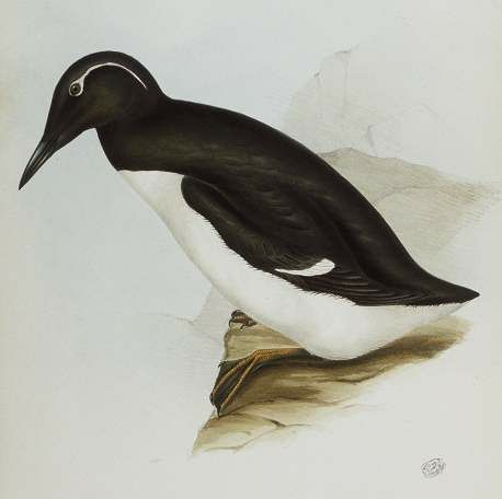 Guillemot de Troïl