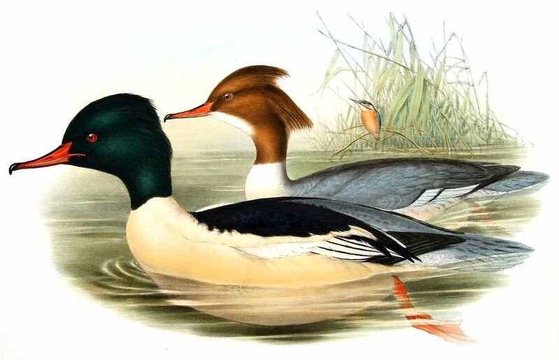 Common Merganser