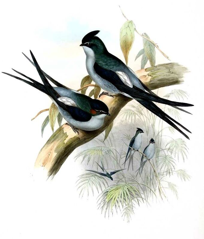 Grey-rumped Treeswift