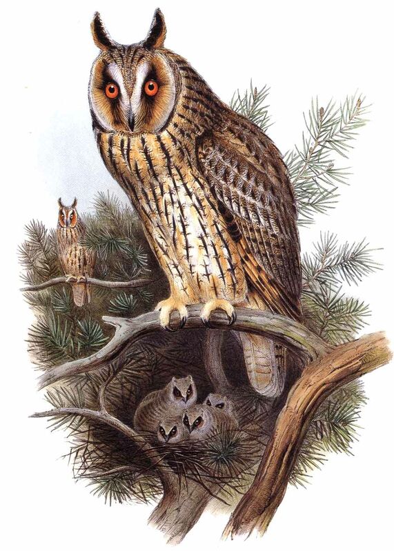 Long-eared Owl