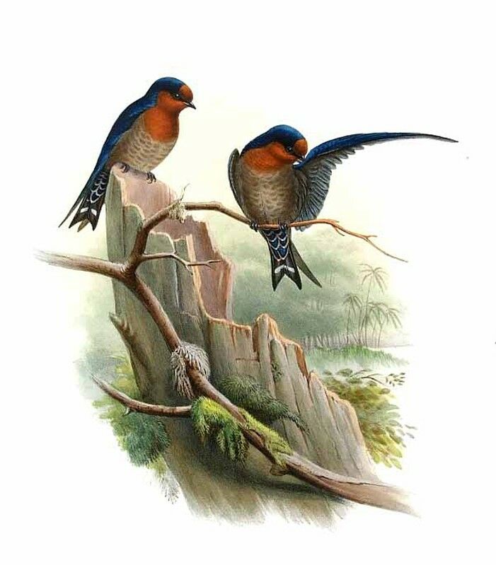 Tahiti Swallow