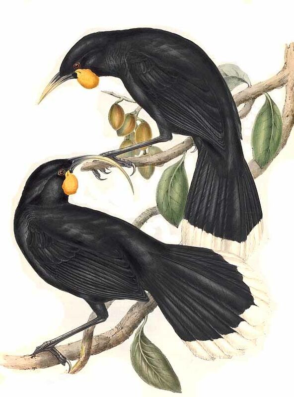 Huia