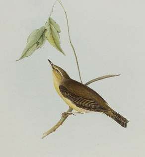 Icterine Warbler