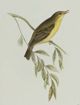 Melodious Warbler