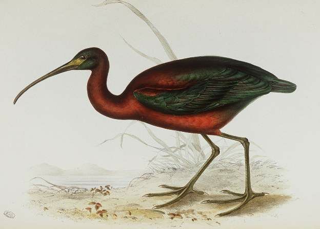 Glossy Ibis